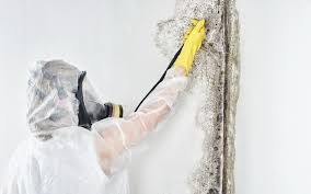 Mold Removal for HVAC Installations in Takoma Park, MD